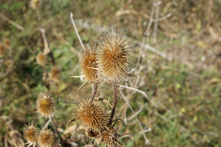 Strange plant