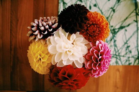 dahlia, floristry wallpapers