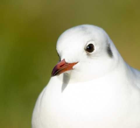 gull