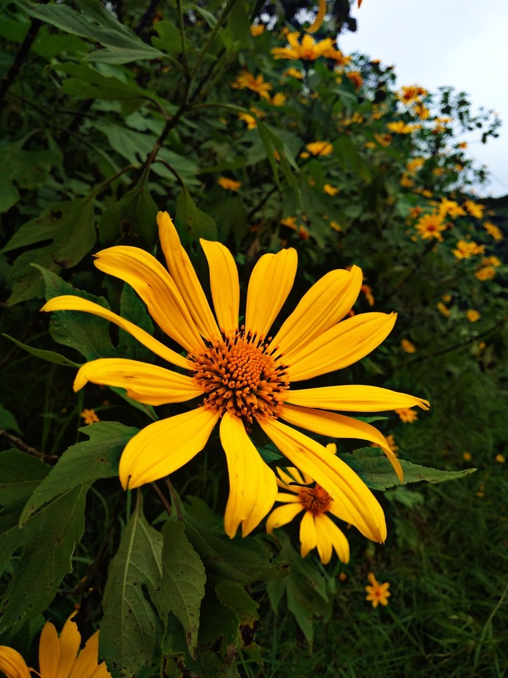 Girasol Fail