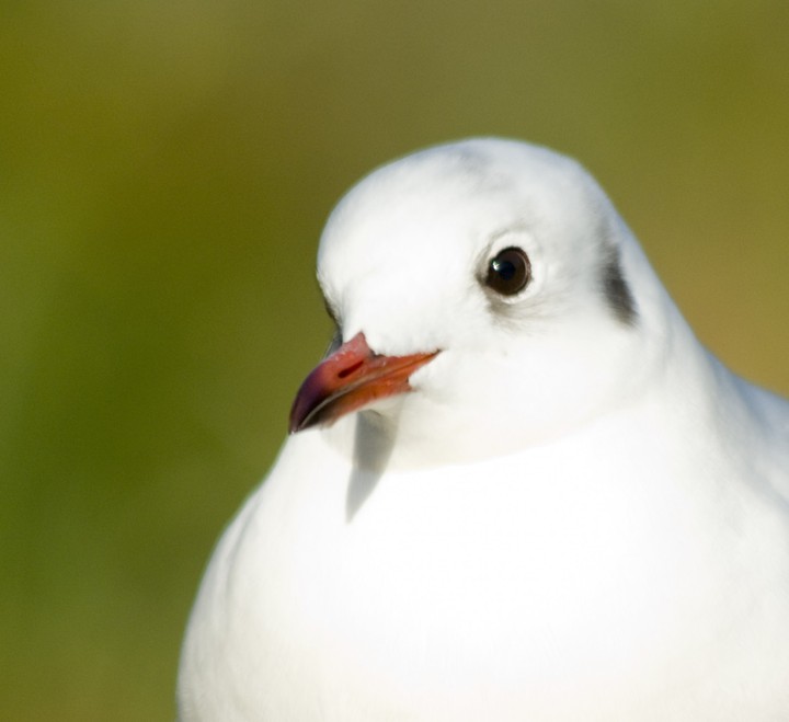 gull