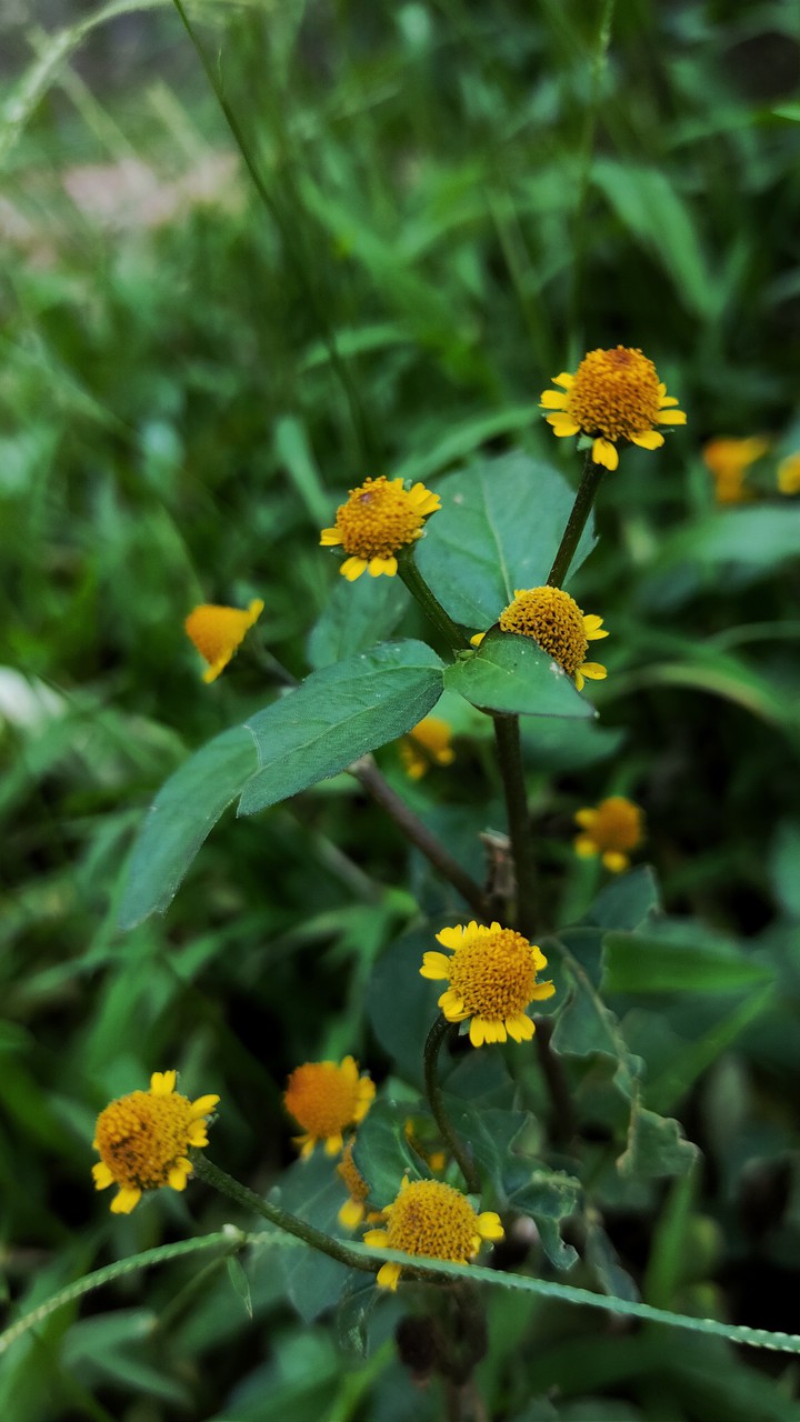 flowers