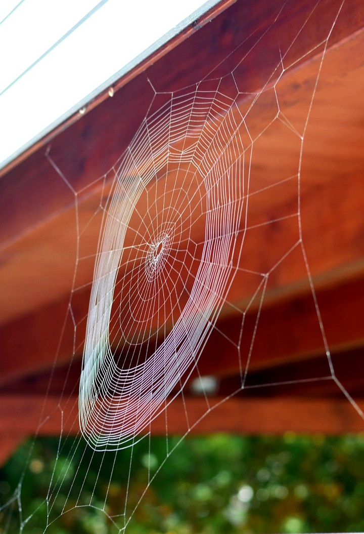Spiderweb