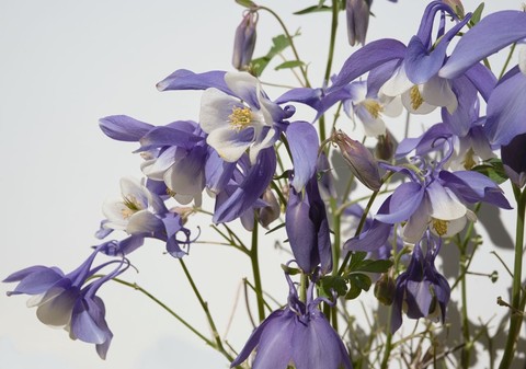 Columbine, bellflowers duvar kağıtları