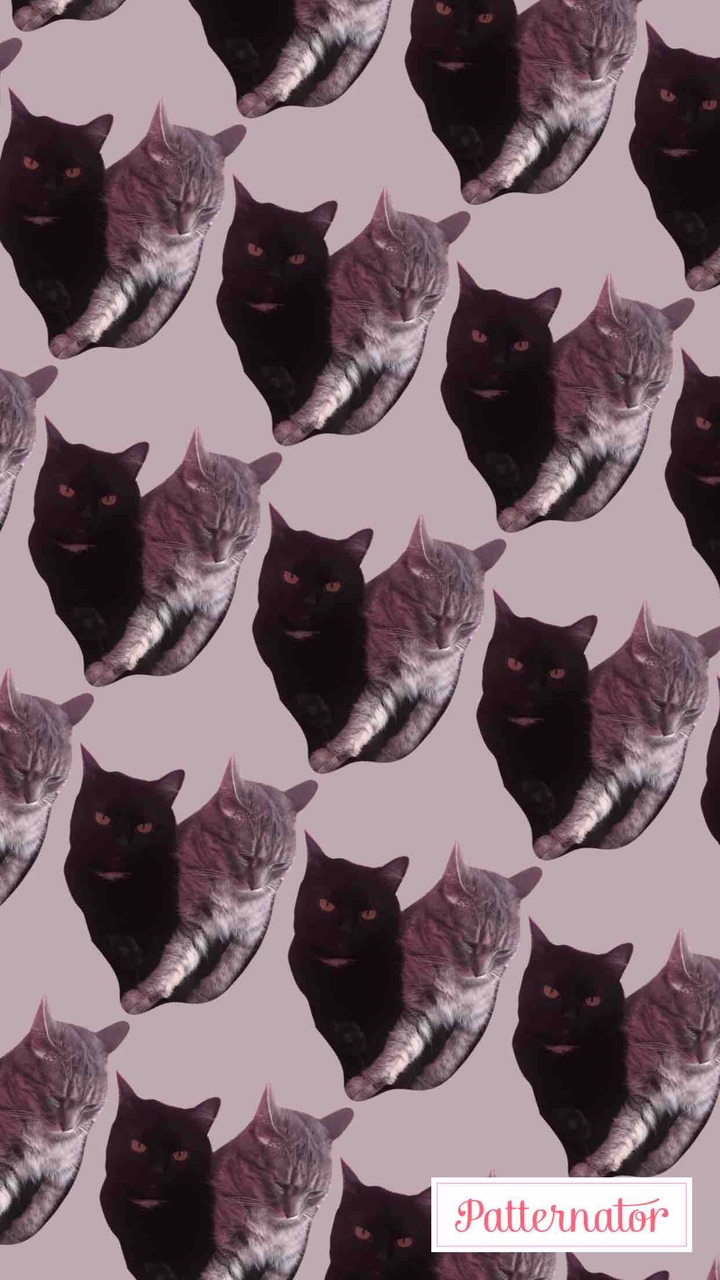 cats ? love