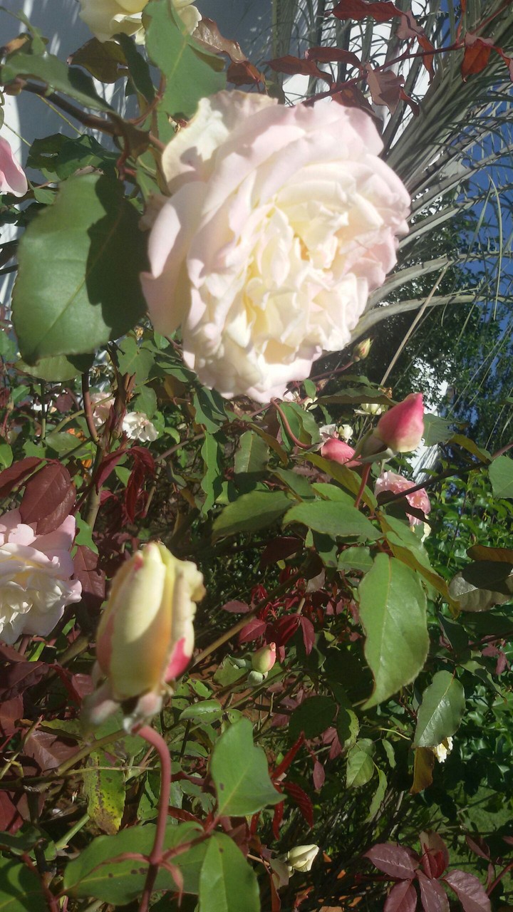 My buttons yellow roses!!!