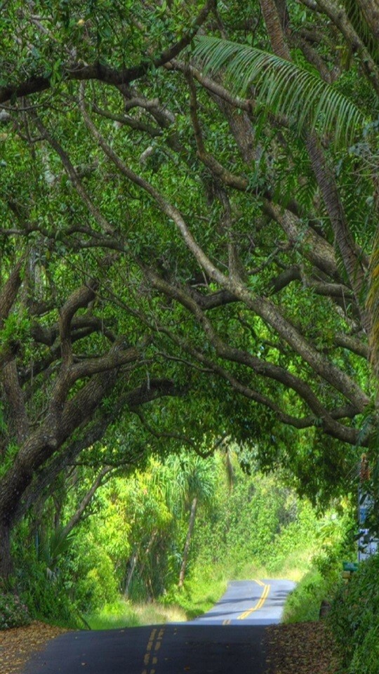 Trees