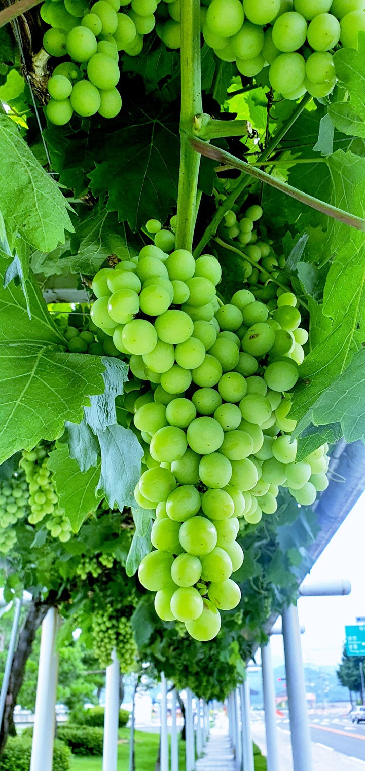 grape