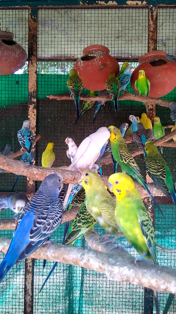 lovly birds