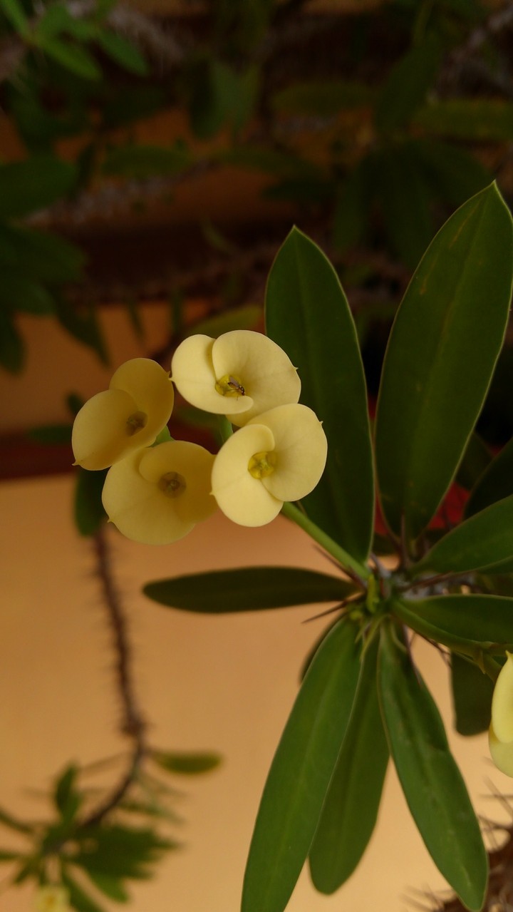 Planta: coroa-de-cristo