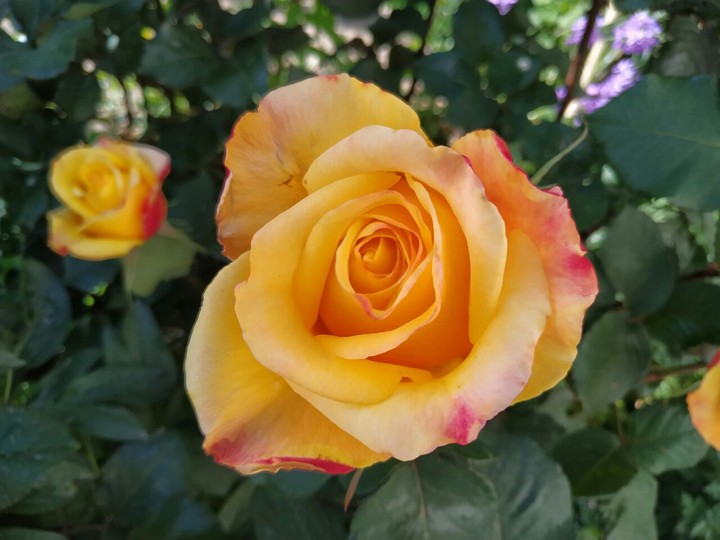 Beauty in the garden