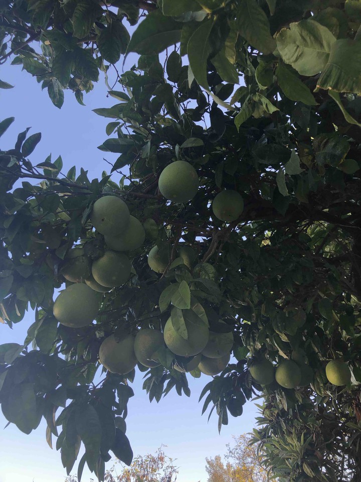 pomelo
