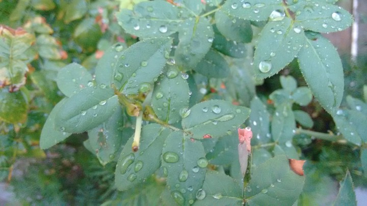 water droplets