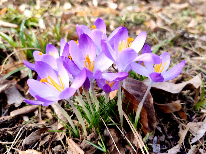 Spring is coming