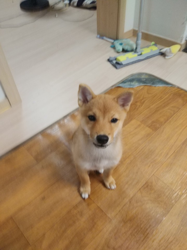 귀여운