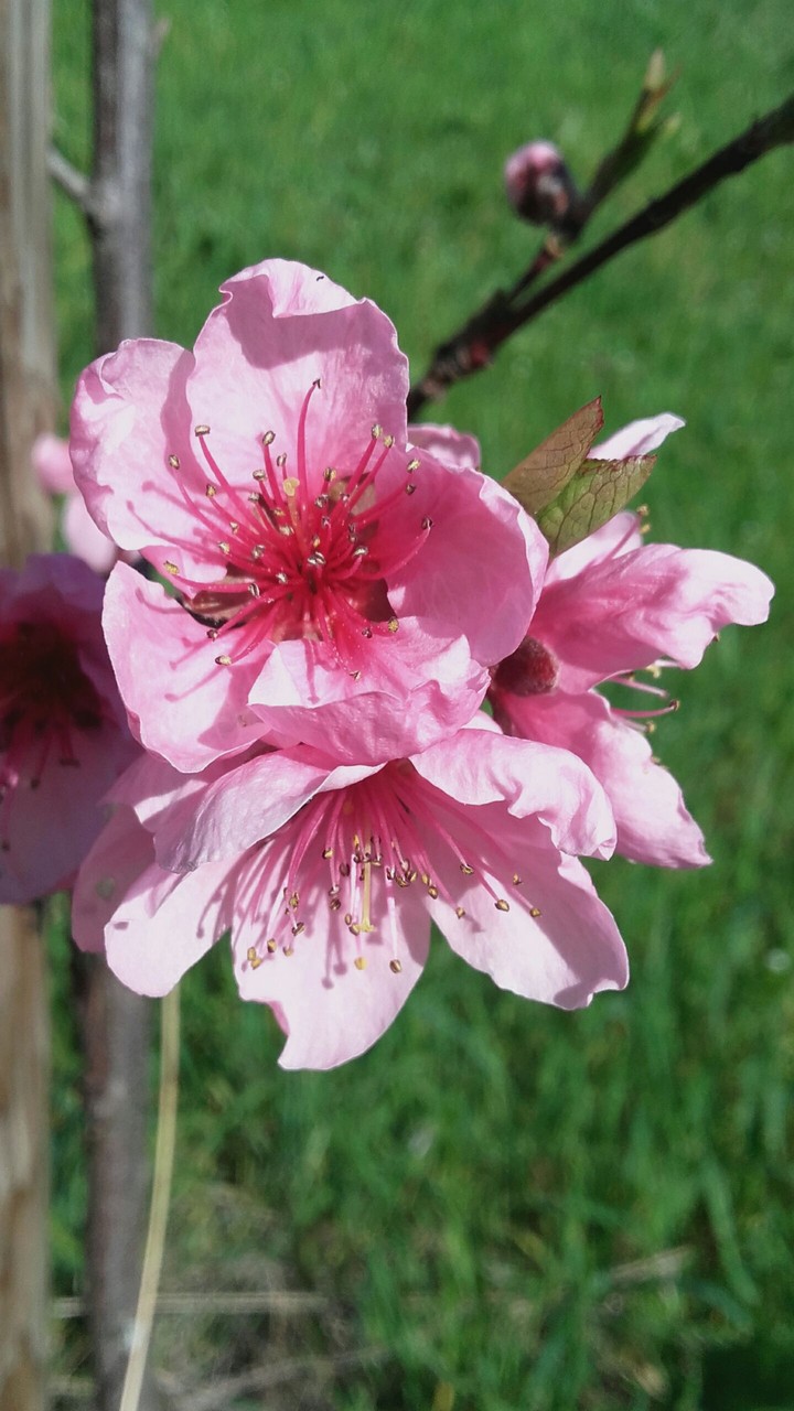 hübsche Blüte