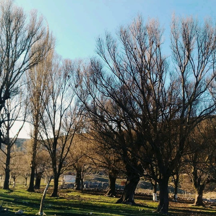 ağaçlar trees