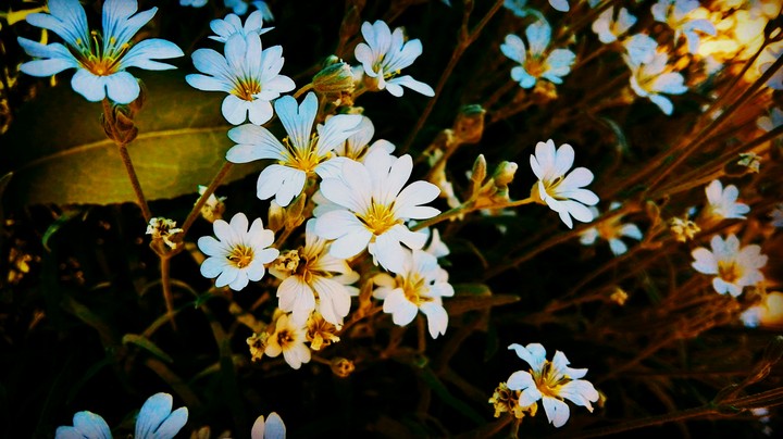 flowers