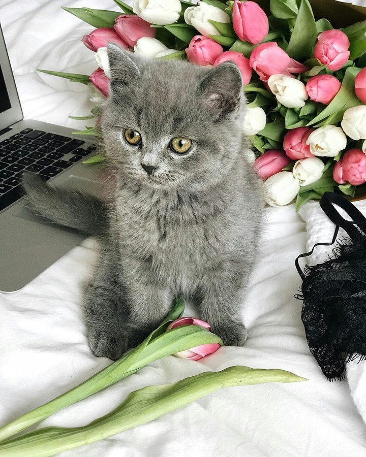 kitten❤