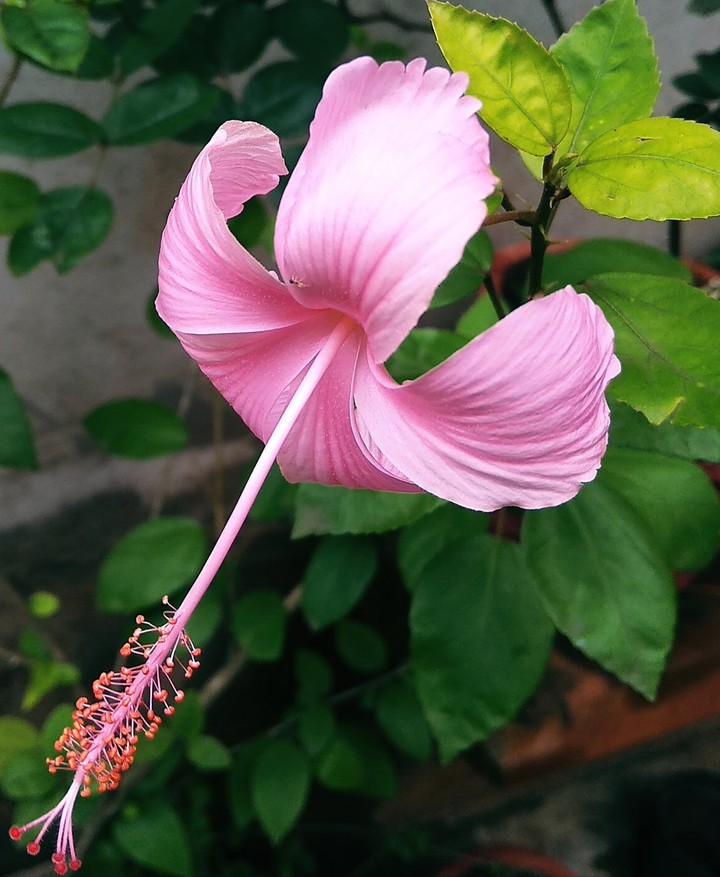 hibiscus