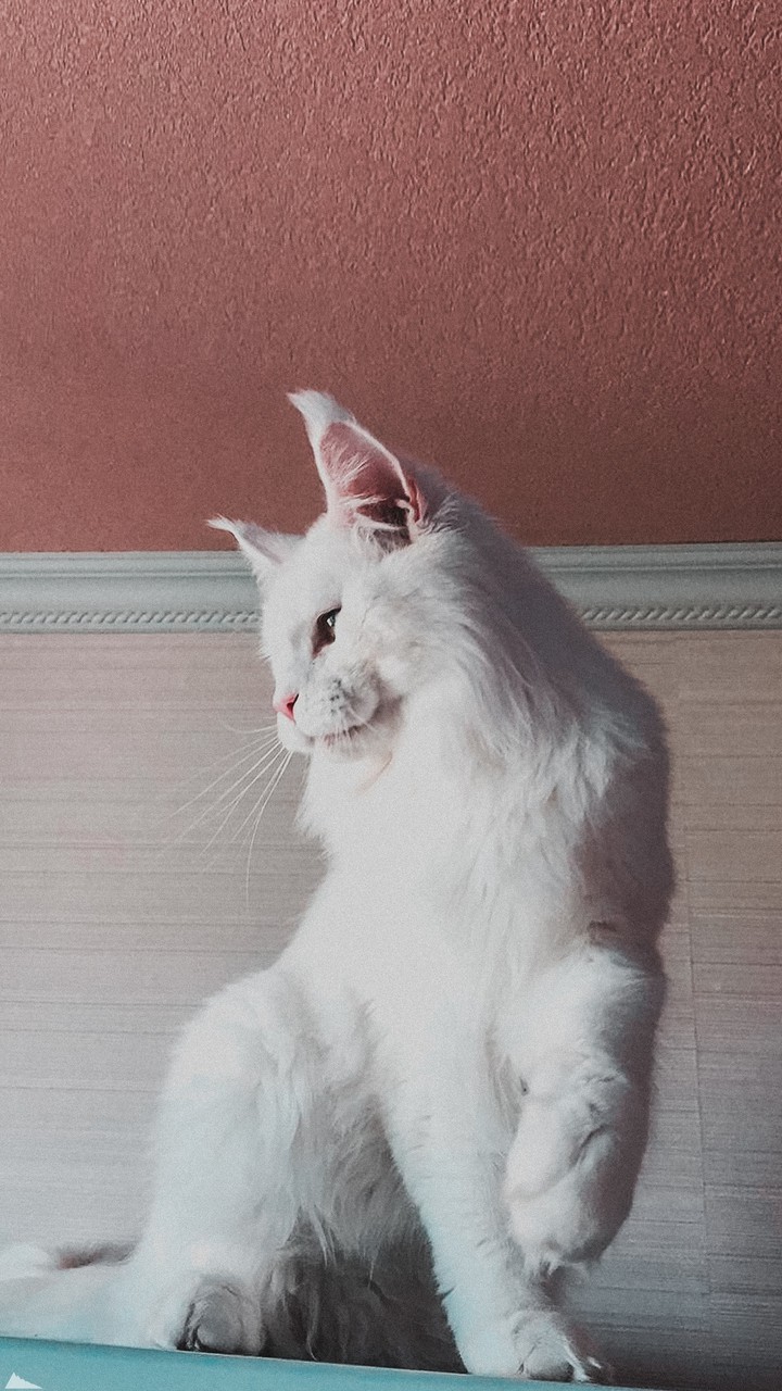 cat