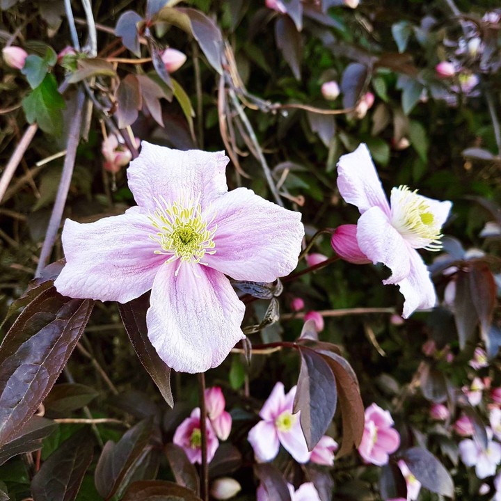 Pink Flowers