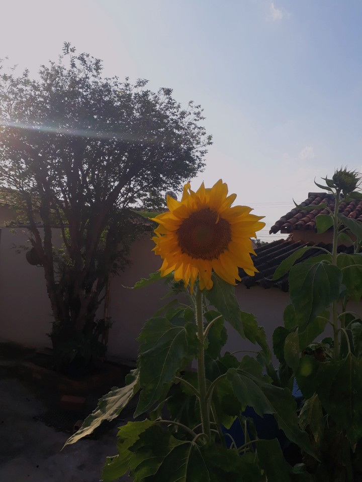 sunflower