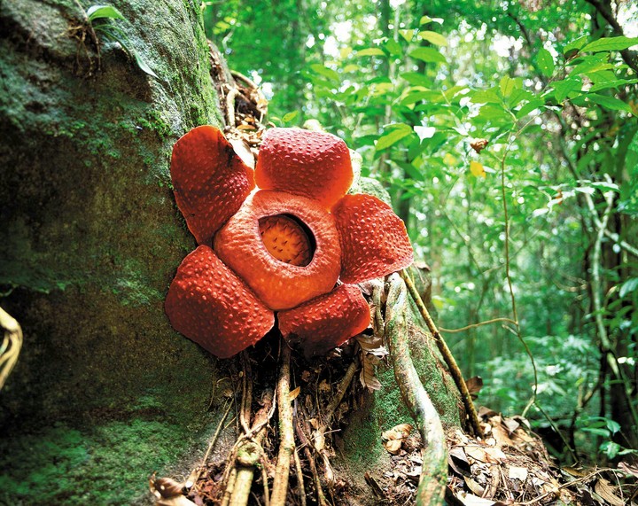 raflesia