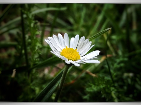 daisy