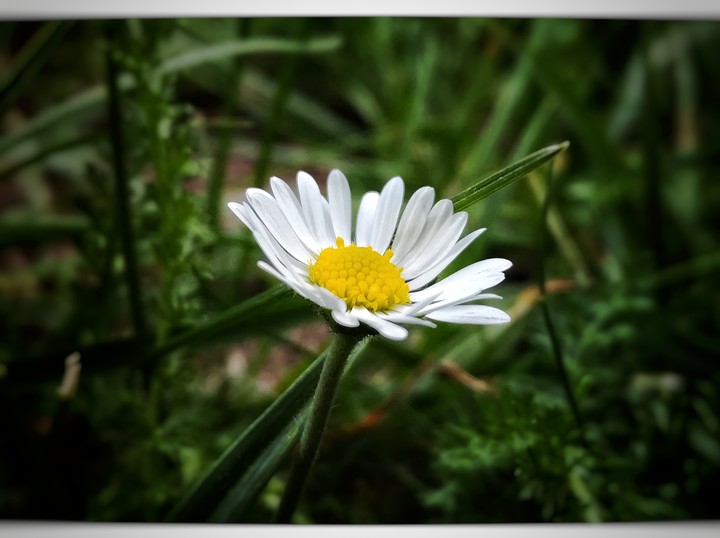 daisy