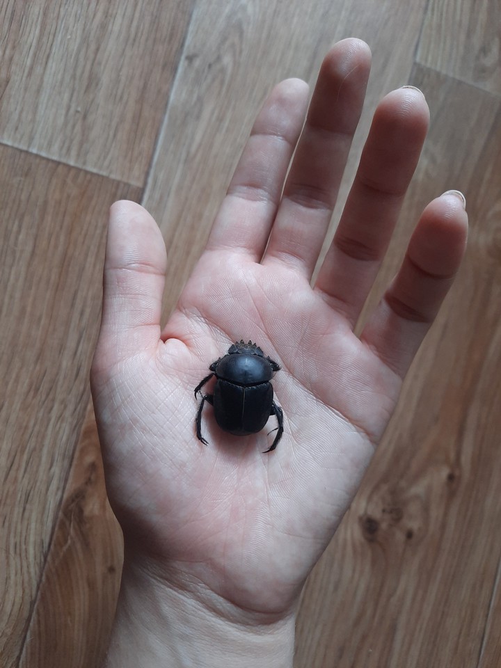 Скоробей