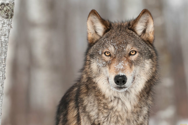 wolves wolf look