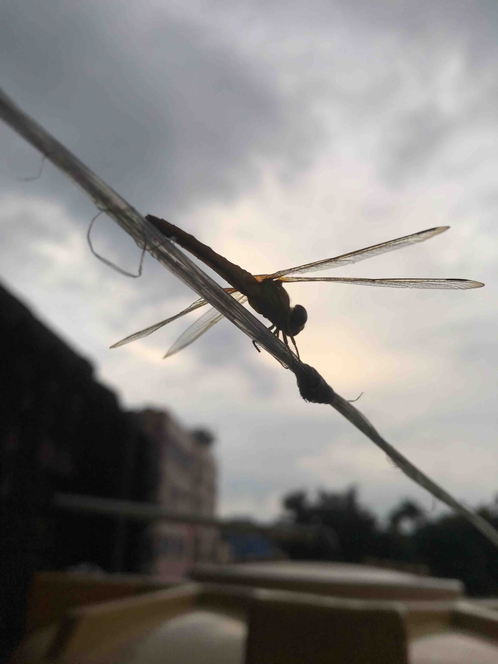 dragonfly