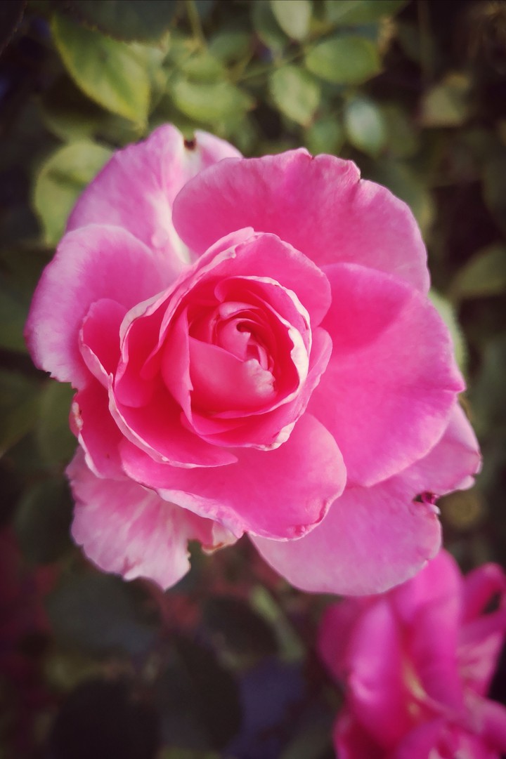 Rose from garden