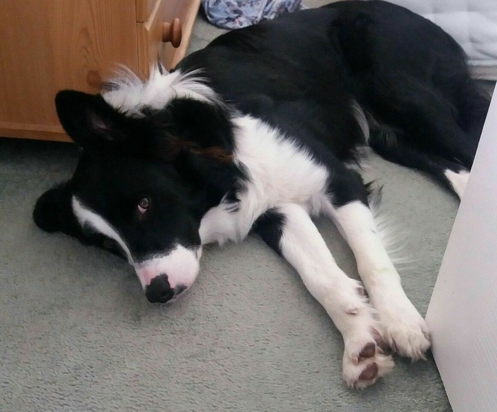 The Border Collie Because There Is No Better Dog