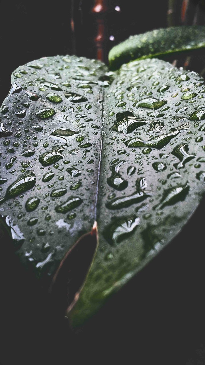 florest