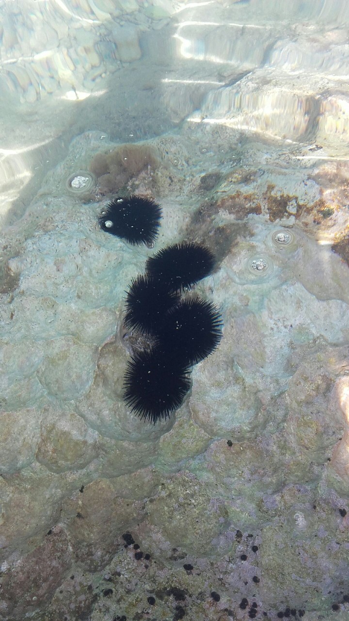 Sea urchin