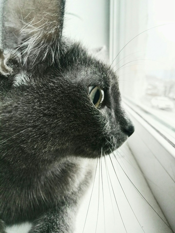 Кот