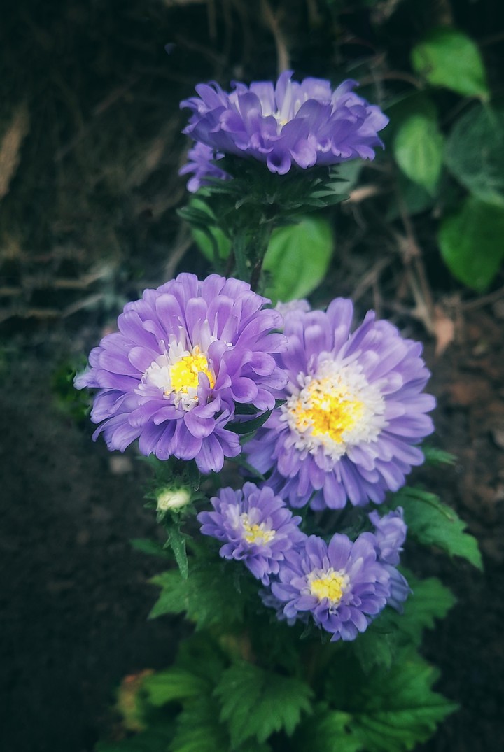 indian aster