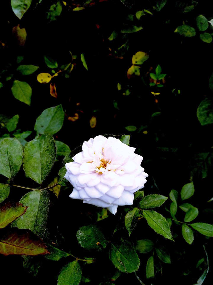 #white rose.. Clicked by me.. Thanks for watching..