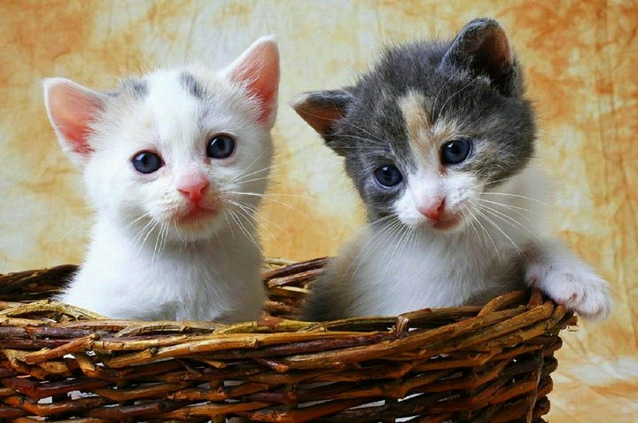 Cute Kittens
