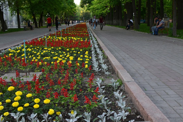 парк   цветы