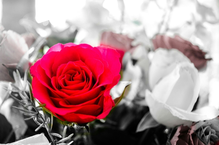 rose
