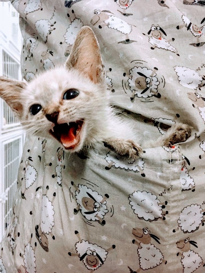 miau