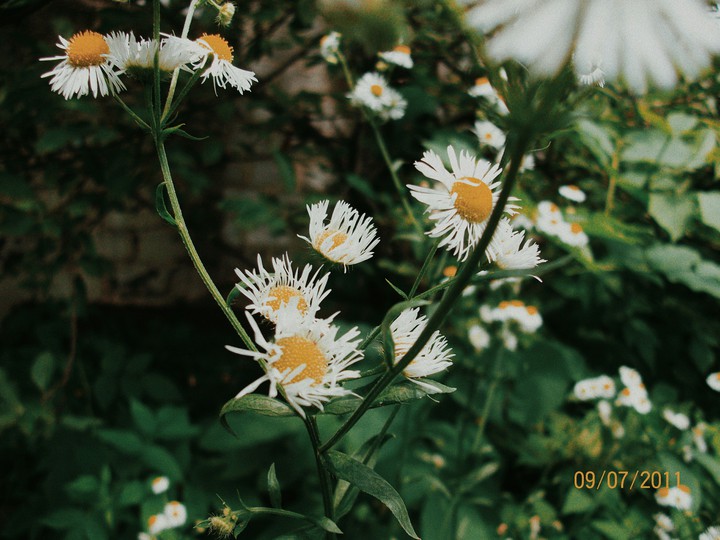 daisy