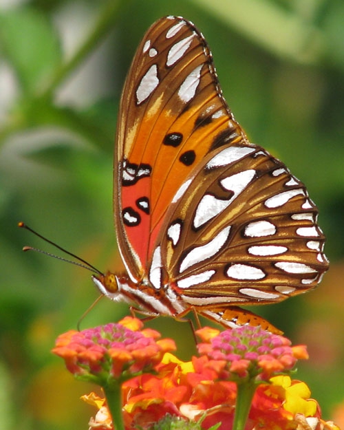 butterfly