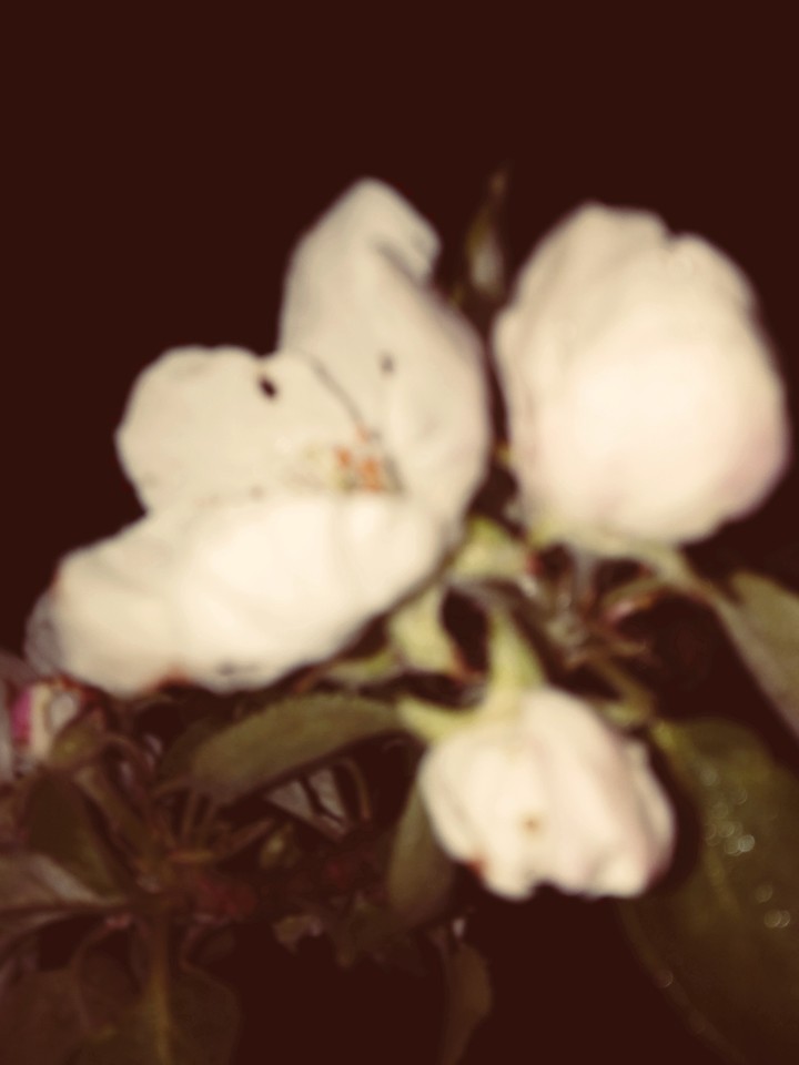 its a flowers...