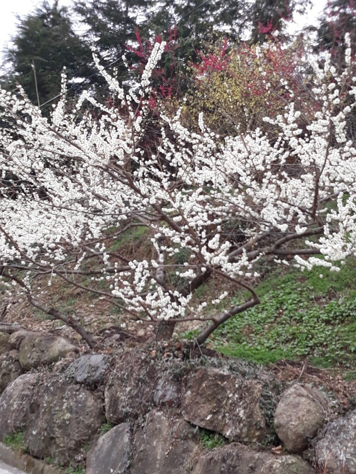 매화
