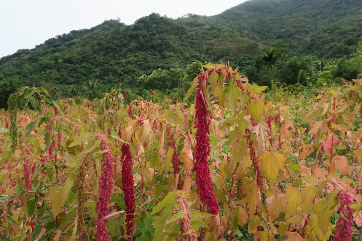 Chenopodium formosanum