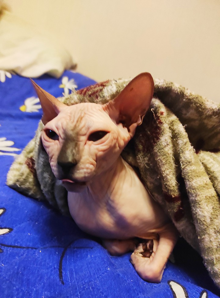 кошка#сфинкс#красота-страшная сила